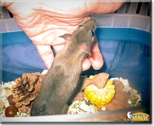 Hiasje the Brown Rat, the Pet of the Day