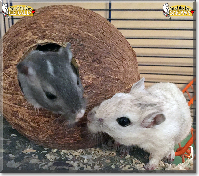 Gerald and Snowy the Gerbils, the Pet of the Day
