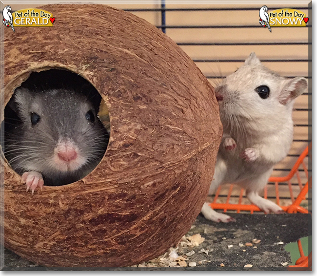 Gerald and Snowy the Gerbils, the Pet of the Day