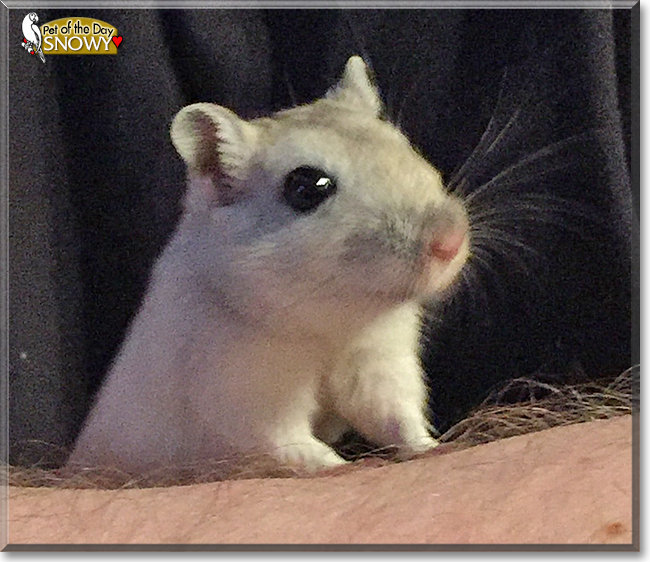 Gerald and Snowy the Gerbils, the Pet of the Day