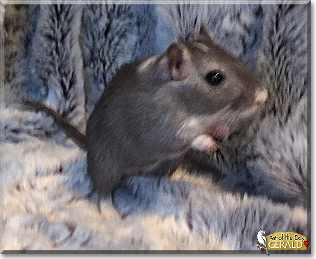 Gerald and Snowy the Gerbils, the Pet of the Day