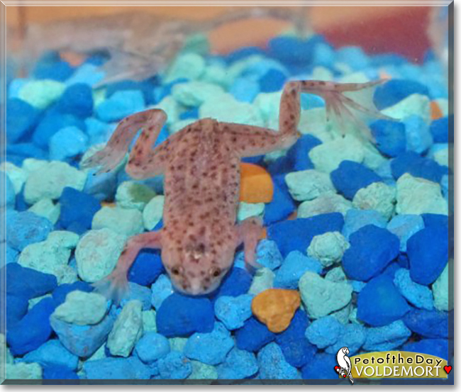 Voldemort the African Dwarf Frog, the Pet of the Day