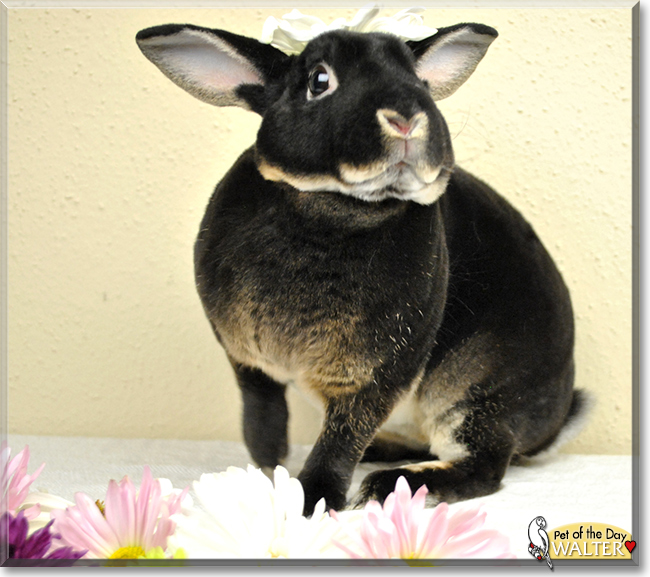 Walter the Mini Rex Rabbit, the Pet of the Day
