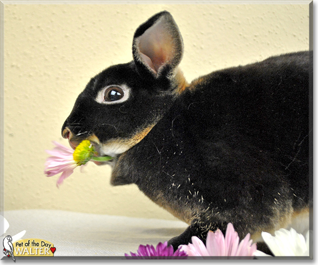 Walter the Mini Rex Rabbit, the Pet of the Day