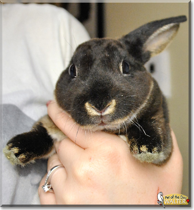 Walter the Mini Rex Rabbit, the Pet of the Day