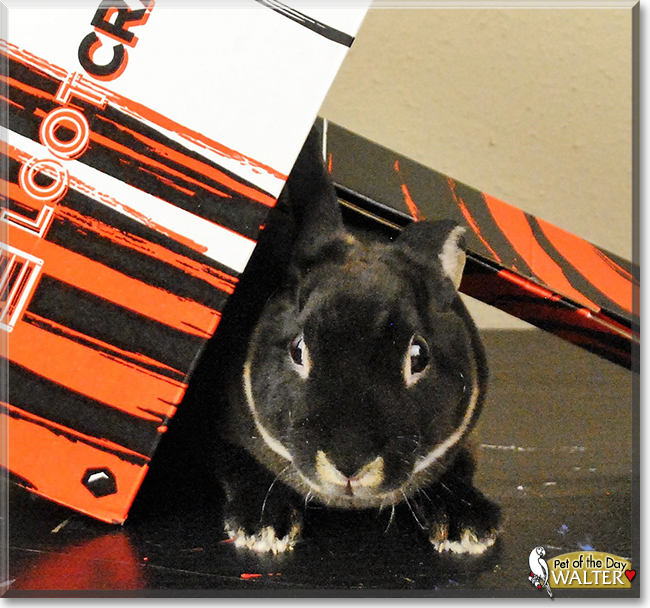Walter the Mini Rex Rabbit, the Pet of the Day