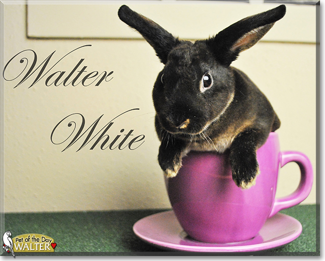 Walter the Mini Rex Rabbit, the Pet of the Day