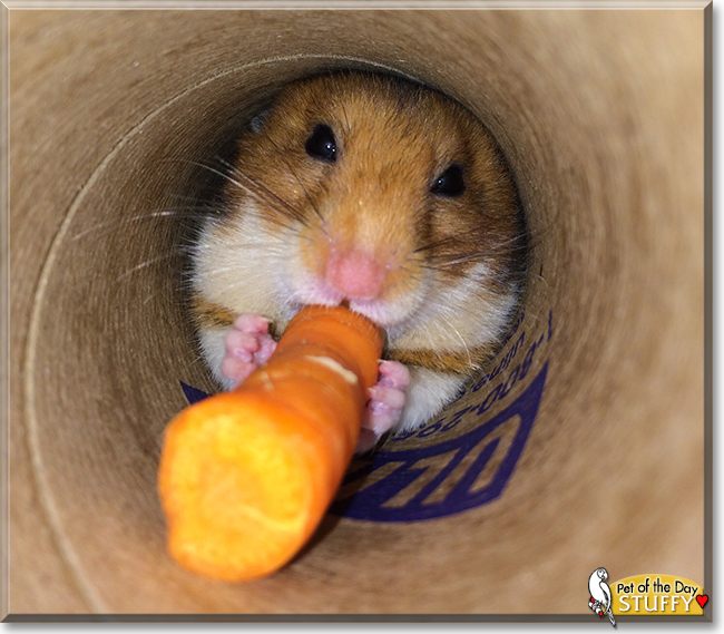 Stuffy the Fancy Hamster, the Pet of the Day