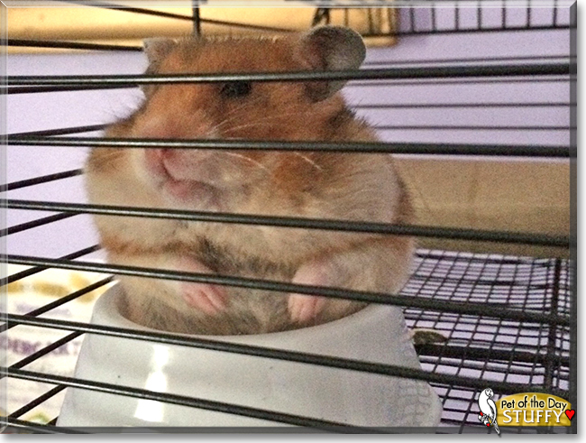 Stuffy the Fancy Hamster, the Pet of the Day