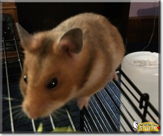 Stuffy the Fancy Hamster, the Pet of the Day