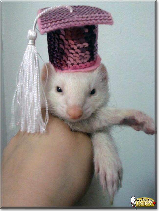 Sniffy the Ferret, the Pet of the Day