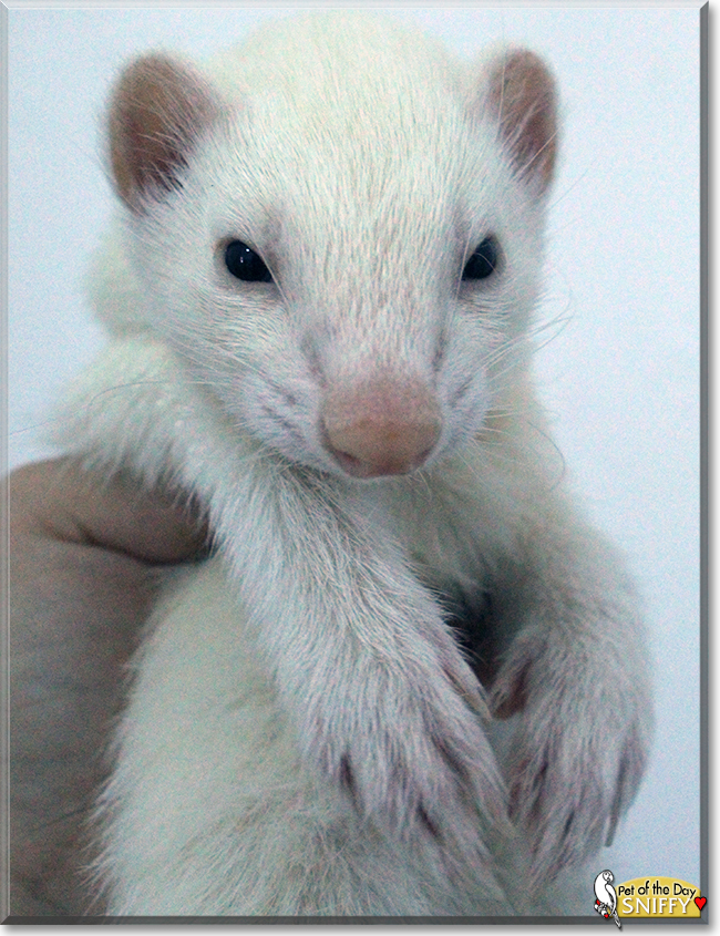 Sniffy the Ferret, the Pet of the Day