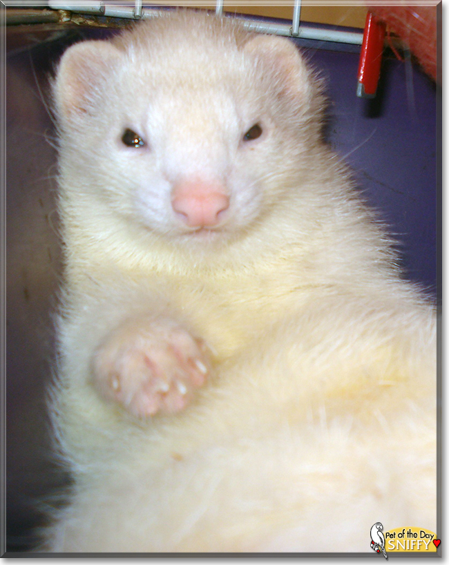 Sniffy the Ferret, the Pet of the Day
