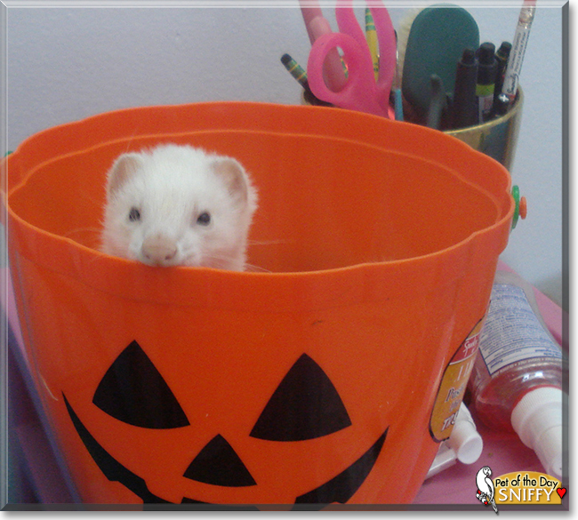 Sniffy the Ferret, the Pet of the Day