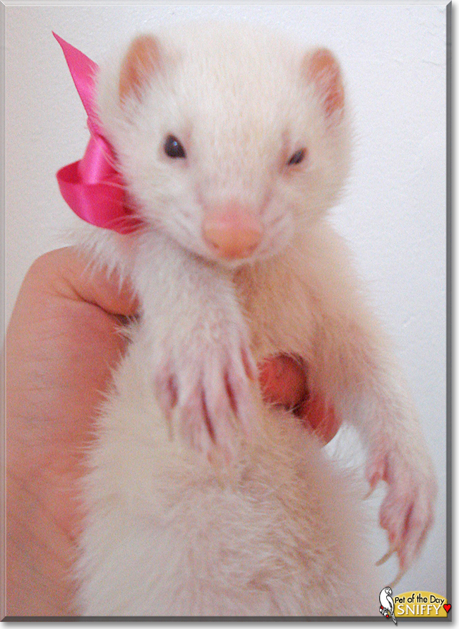 Sniffy the Ferret, the Pet of the Day