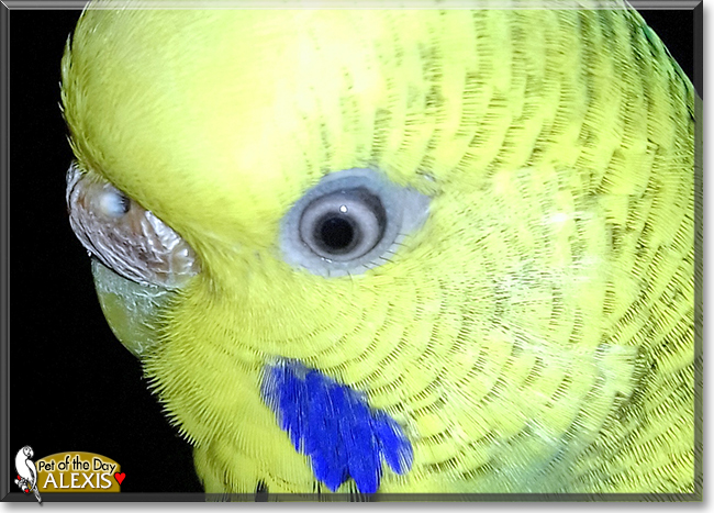 Alexis the Budgerigar, the Pet of the Day