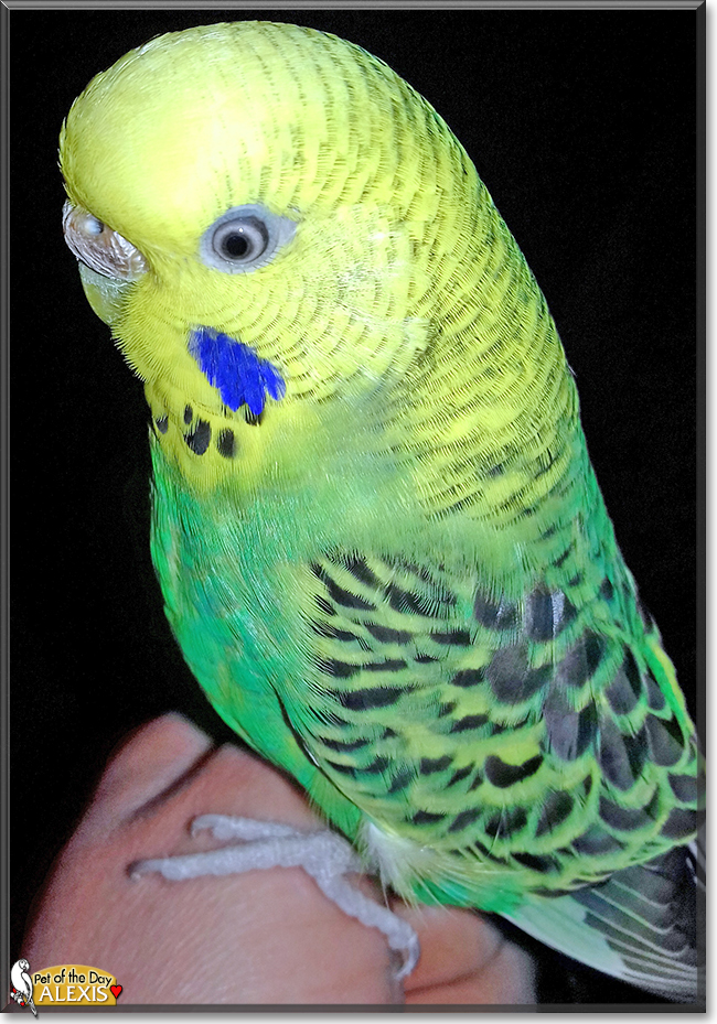 Alexis the Budgerigar, the Pet of the Day