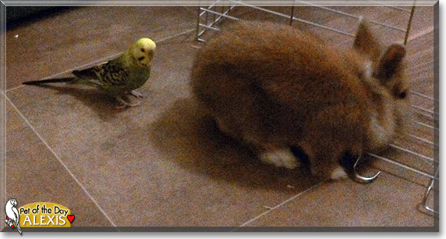 Alexis the Budgerigar, the Pet of the Day