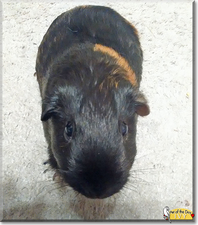 Ivy the Guinea Pig, the Pet of the Day