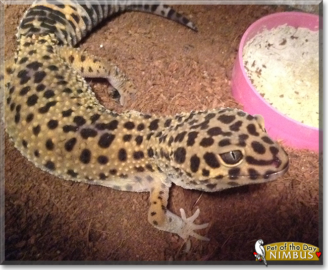 Nimbus the Leopard Gecko, the Pet of the Day