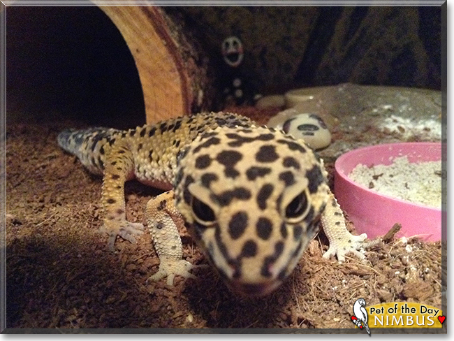 Nimbus the Leopard Gecko, the Pet of the Day