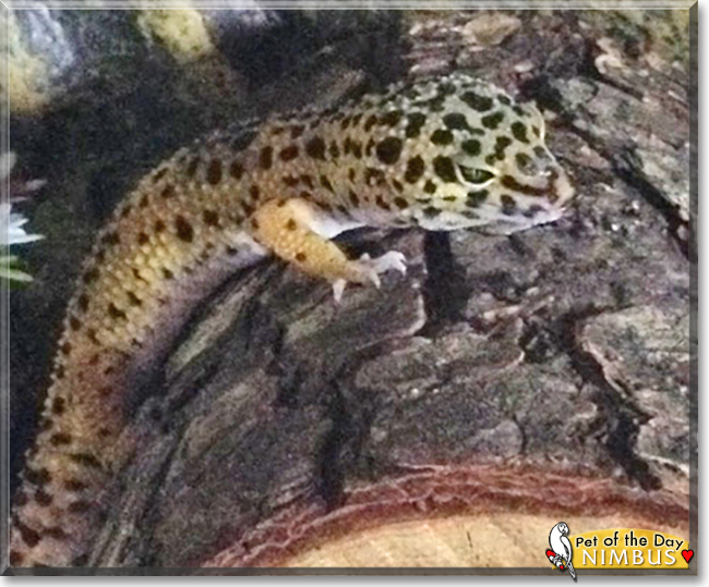 Nimbus the Leopard Gecko, the Pet of the Day