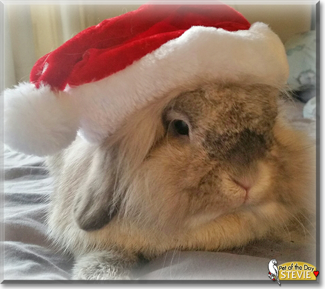 Stevie the Lionhead Rabbit cross, the Pet of the Day