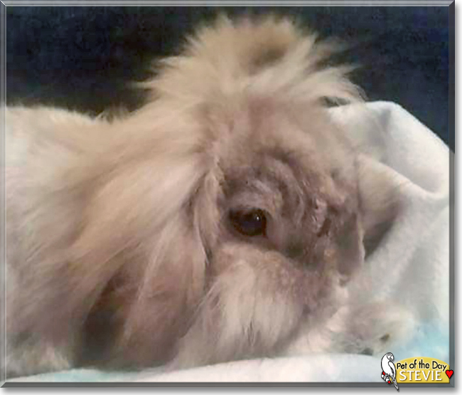 Stevie the Lionhead Rabbit cross, the Pet of the Day