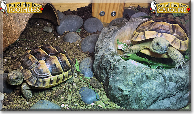 Caroline, Toothless the Spur-thigh Tortoises, the Pet of the Day