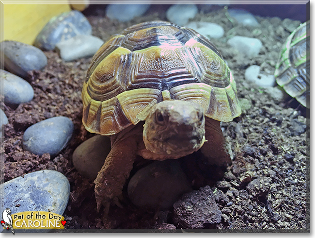 Caroline, Toothless the Spur-thigh Tortoises, the Pet of the Day