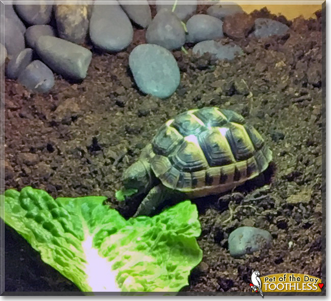 Caroline, Toothless the Spur-thigh Tortoises, the Pet of the Day