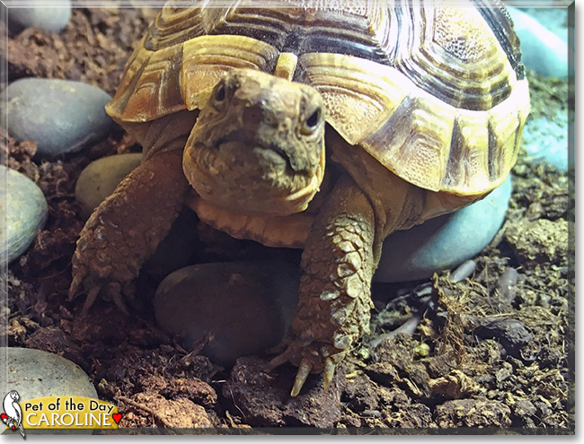 Caroline, Toothless the Spur-thigh Tortoises, the Pet of the Day