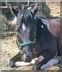 Sauce the Quarter Horse/Paint mix