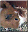 Moritz the Abyssinian Guinea Pig