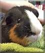 Moe the Guinea Pig