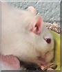 Ace the Gerbil
