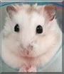 Chiyu the Dwarf Hamster