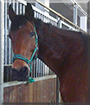 Edino the German Riding Horse