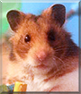 Sparrow the Syrian Hamster