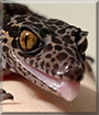 Silas the Chinese Cave Gecko