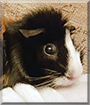 Myrtle the Guinea Pig