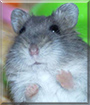 Sapphire the Djungarian Dwarf Hamster