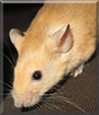 Mandarine the Fancy Mouse