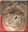 Knäuel the Abyssinian Guinea Pig