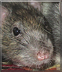 Hiasje the Brown Rat