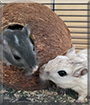 Gerald and Snowy the Gerbils