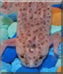 Voldemort the African Dwarf Frog