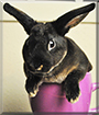Walter White the Mini Rex Rabbit