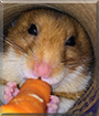 Stuffy the Fancy Hamster