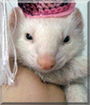Sniffy the Ferret